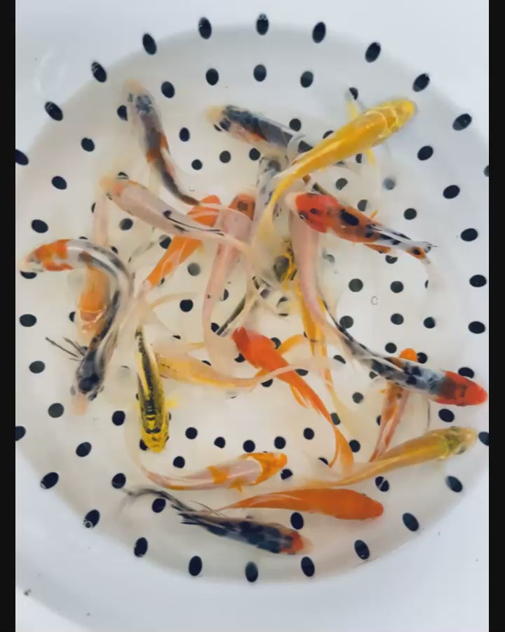 Toledo Goldfish Butterfly koi