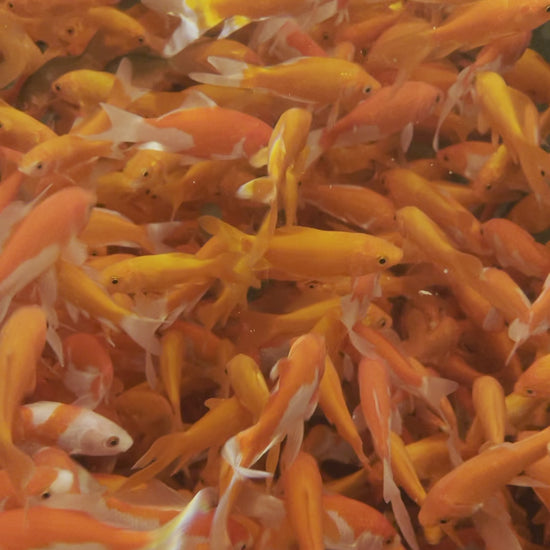 Toledo Goldfish Common Goldfish