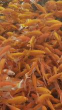 Load and play video in Gallery viewer, Toledo Goldfish Common Goldfish
