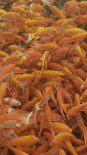 Toledo Goldfish Common Goldfish