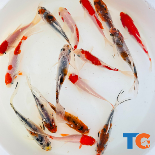 TOLEDO GOLDFISH | Sarasa and shubunkin goldfish combo