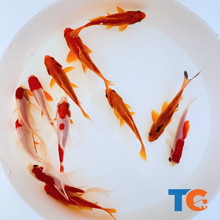 Load image into Gallery viewer, TOLEDO GOLDFISH | Sarasa and common goldfish
