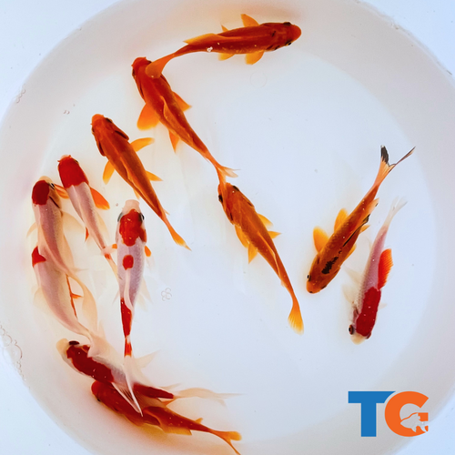 TOLEDO GOLDFISH | Sarasa and common goldfish