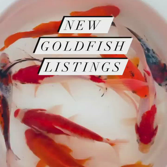 TOLEDO GOLDFISH | Types of goldfish including sarasa, common and shubunkin goldfish