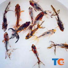 Load image into Gallery viewer, Toledo Goldfish | Live Calico Fantail Goldfish
