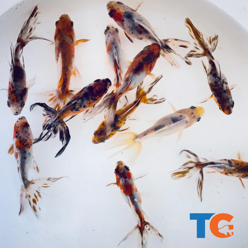 Toledo Goldfish | Live Calico Fantail Goldfish