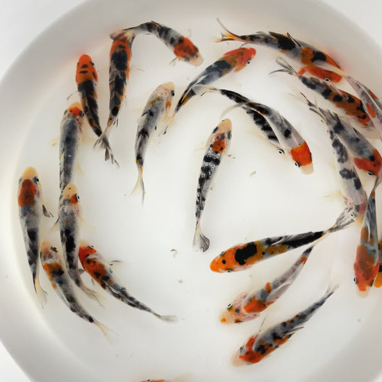 Toledo Goldfish tri colored koi