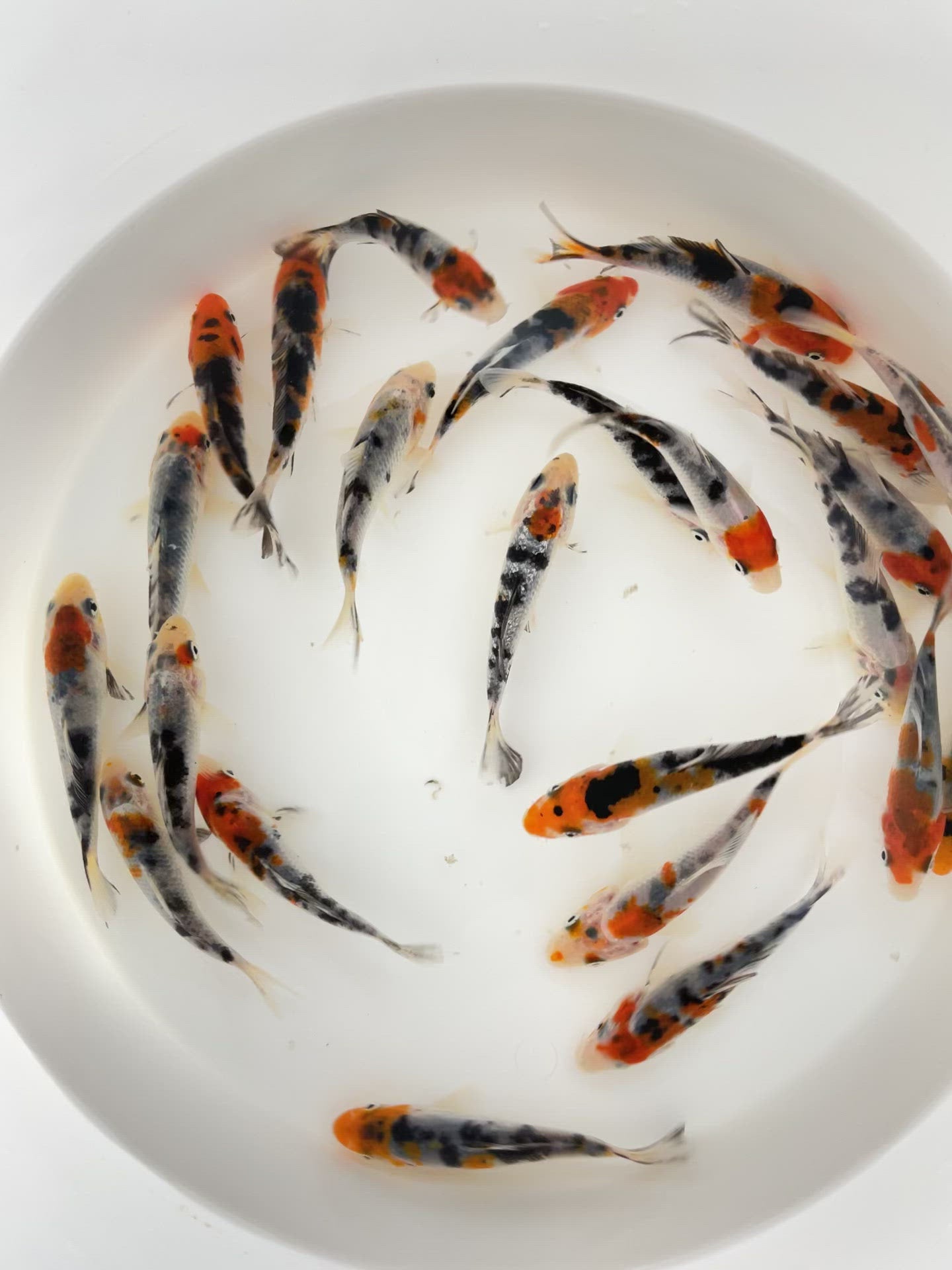 Toledo Goldfish tri colored koi