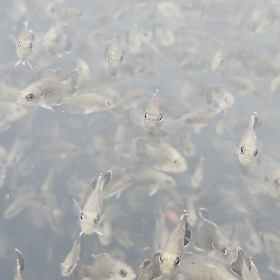 Toledo Goldfish green sunfish