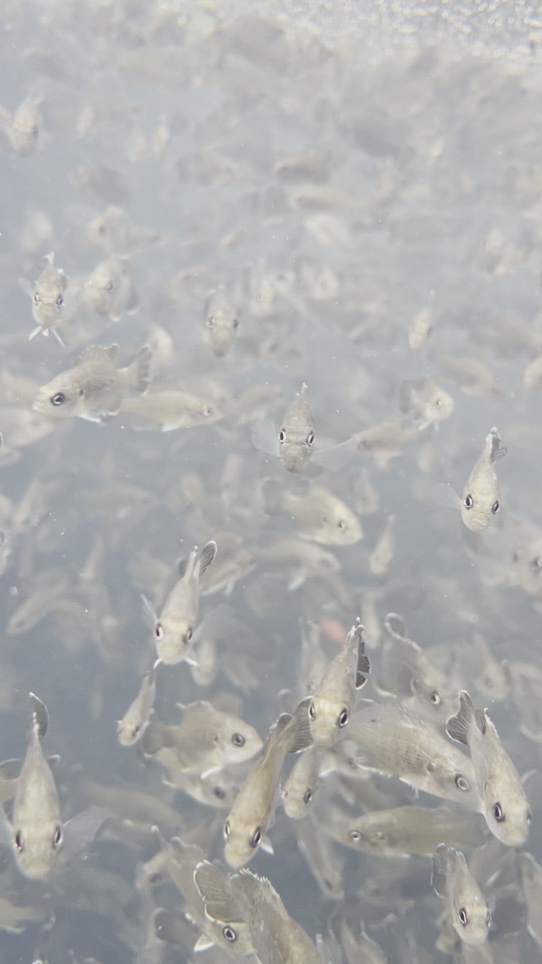 Toledo Goldfish green sunfish