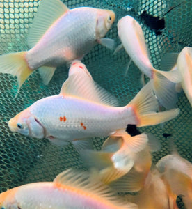 white common goldfish 