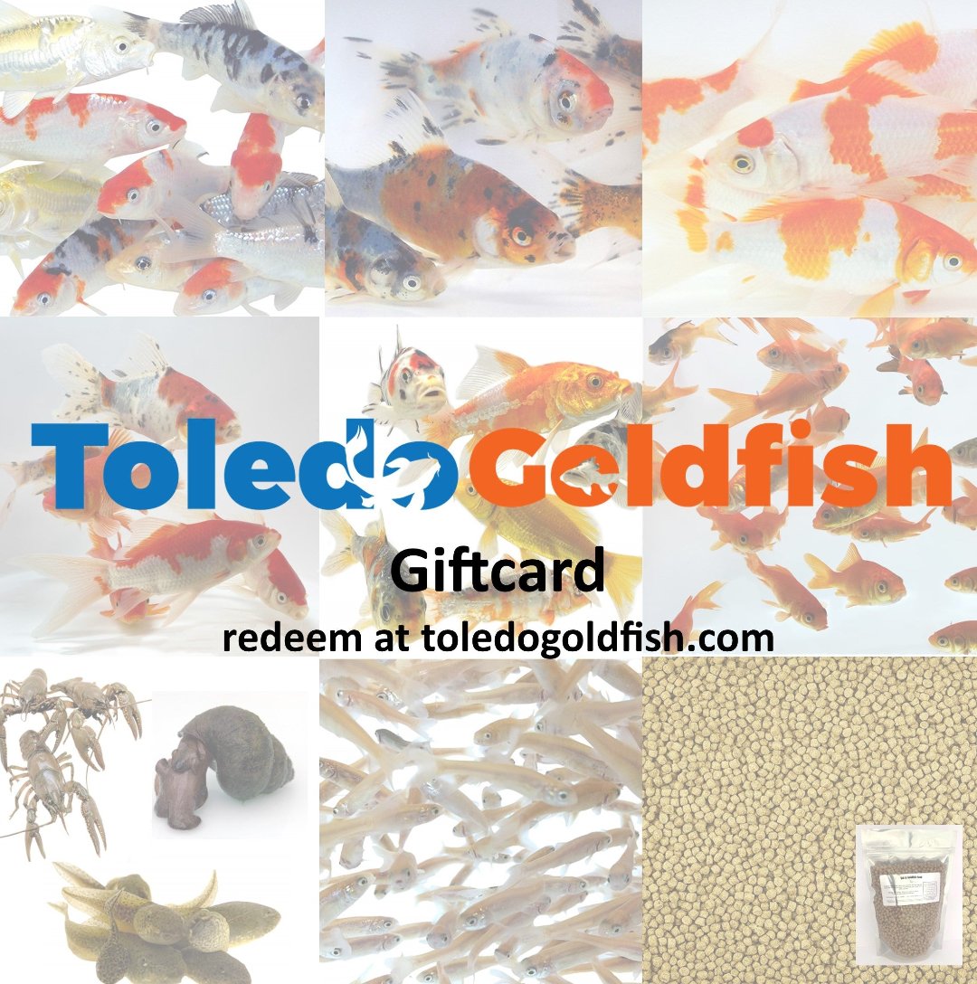 TOLEDO GOLDFISH | Gift Card for live goldfish or koi