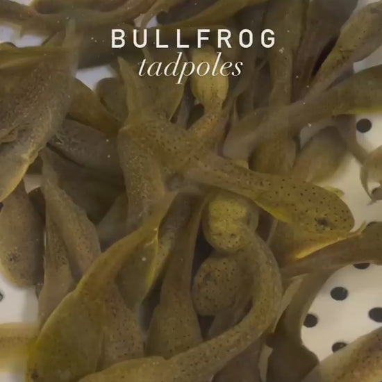 Toledo Goldfish bullfrog Tadpoles video