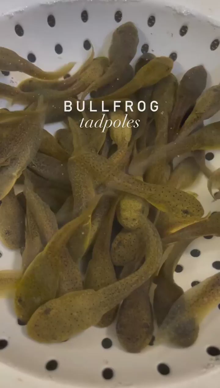 Toledo Goldfish bullfrog Tadpoles video