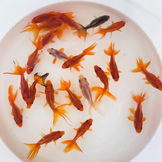 Toledo Goldfish | Red Fantail Goldfish video