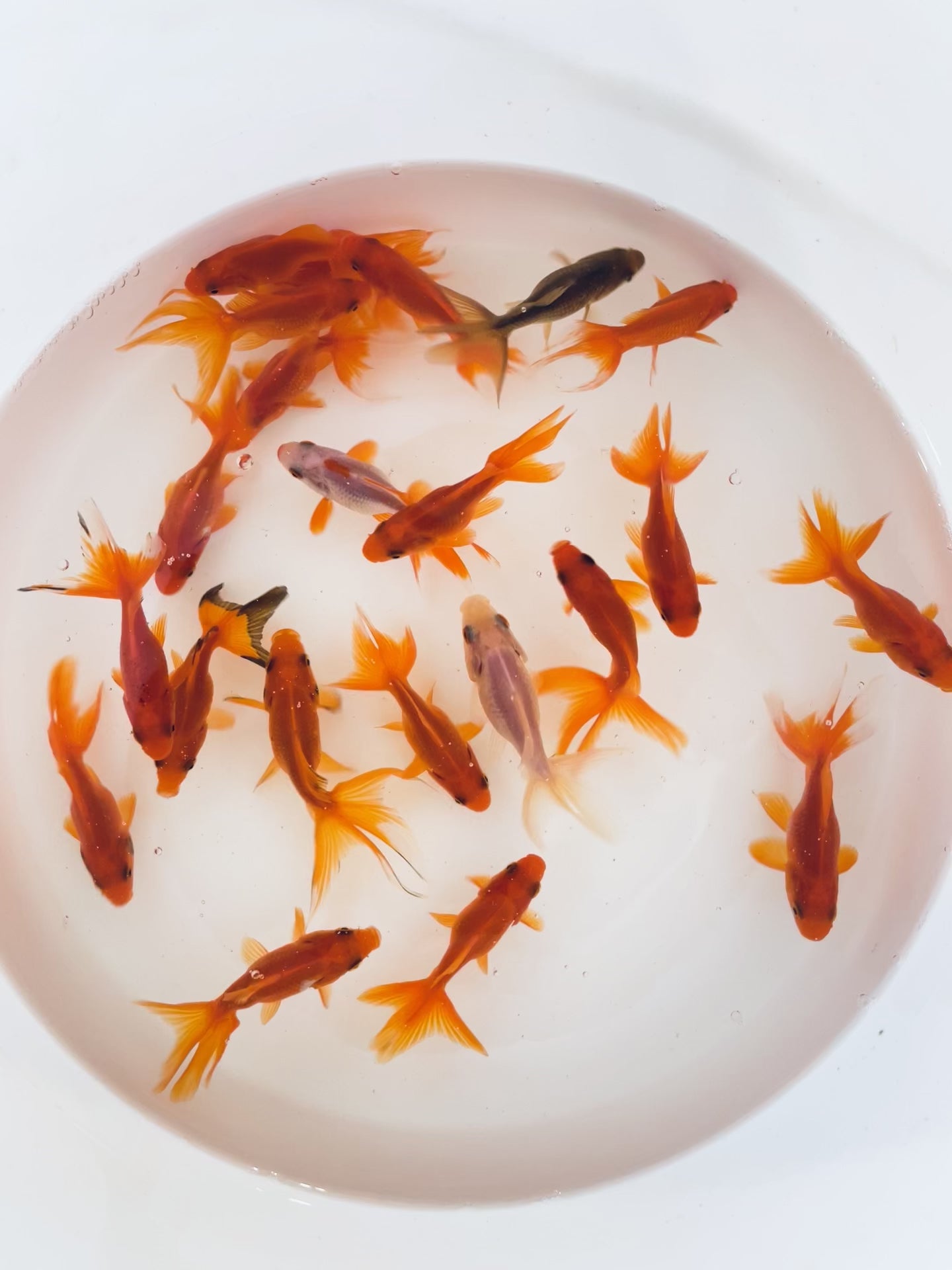 Toledo Goldfish | Red Fantail Goldfish video