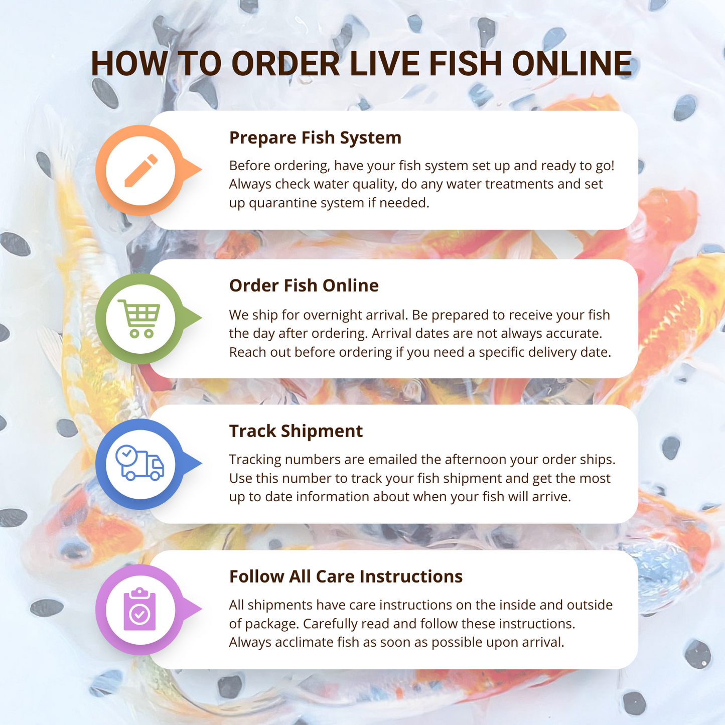 Toledo Goldfish | How to order online