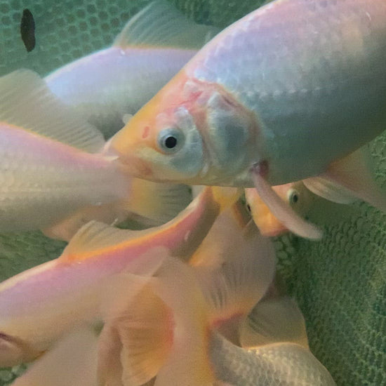 white common or comet goldfish 