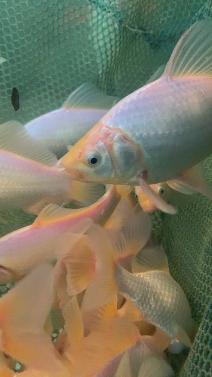 white common or comet goldfish 