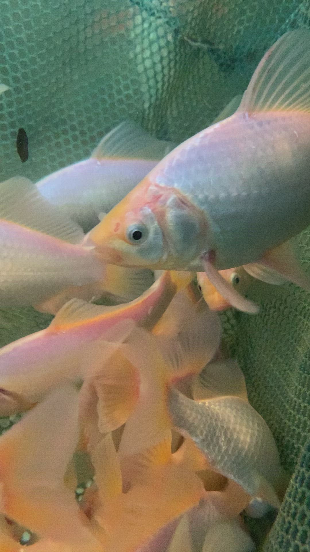 white common or comet goldfish 