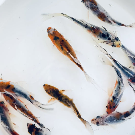 TOLEDO GOLDFISH | shubunkin goldfish 