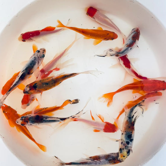 TOLEDO GOLDFISH | Assorted Goldfish combo, shubunkins, commons, sarasa goldfish