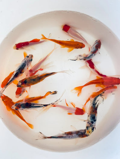 TOLEDO GOLDFISH | Assorted Goldfish combo, shubunkins, commons, sarasa goldfish