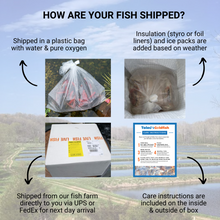 Load image into Gallery viewer, TOLEDO GOLDFISH | How are live fish shipped? 
