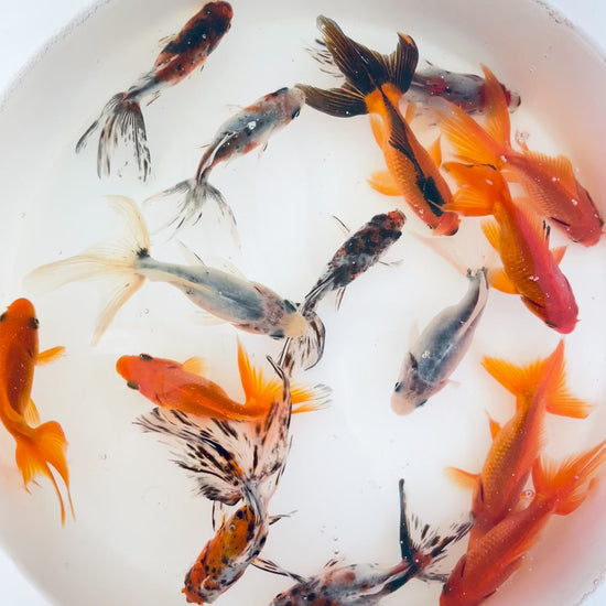Toledo Goldfish | Assorted fantail combo, calico and red fantail goldfish