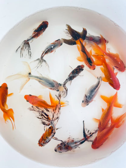 Toledo Goldfish | Assorted fantail combo, calico and red fantail goldfish
