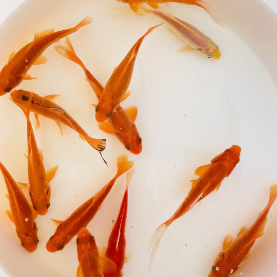 TOLEDO GOLDFISH | Common Goldfish