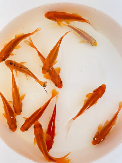 TOLEDO GOLDFISH | Common Goldfish
