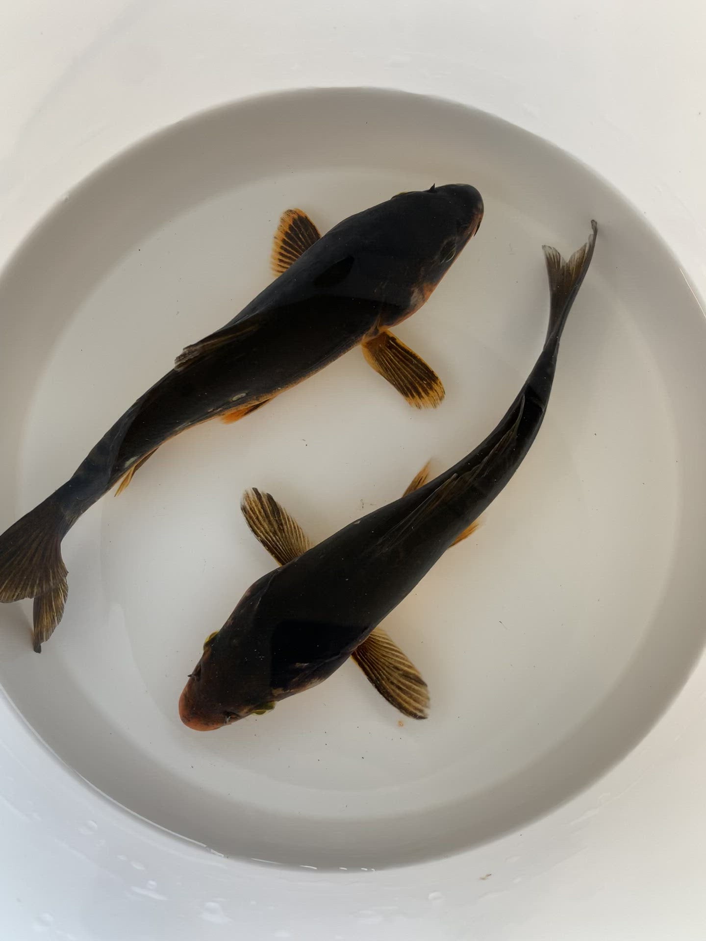 Toledo Goldfish Live Black koi