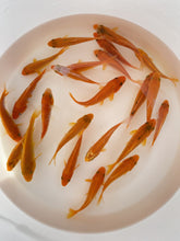 Load and play video in Gallery viewer, Toledo Goldfish orange koi
