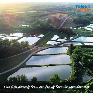 TOLDEDO GOLDFISH | Family fish farm. Fish are raised outdoors in ponds