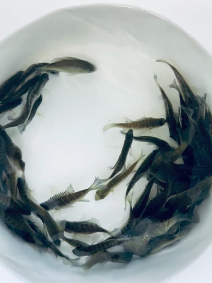 TOLEDO GOLDFISH | Live Bluegill for sale