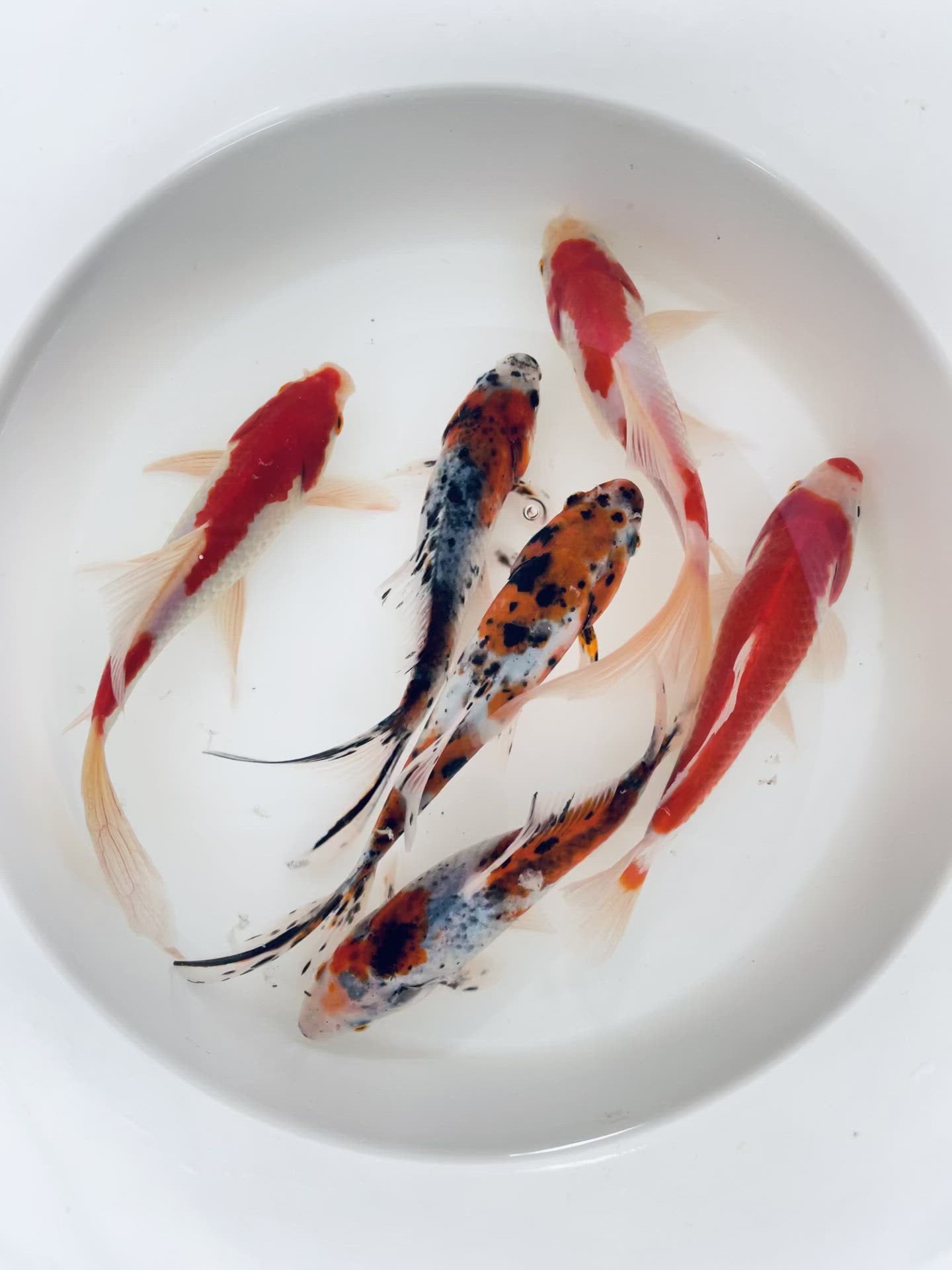 Toledo Goldfish live goldfish  including sarasa and shubunkins