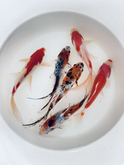 Toledo Goldfish live goldfish  including sarasa and shubunkins