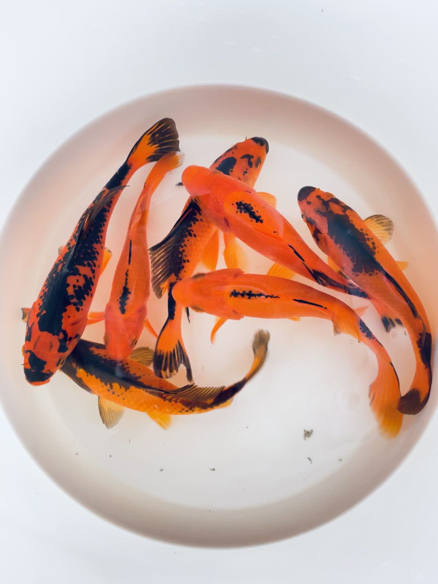 Toledo Goldfish Red and Black Common Comet Goldfish