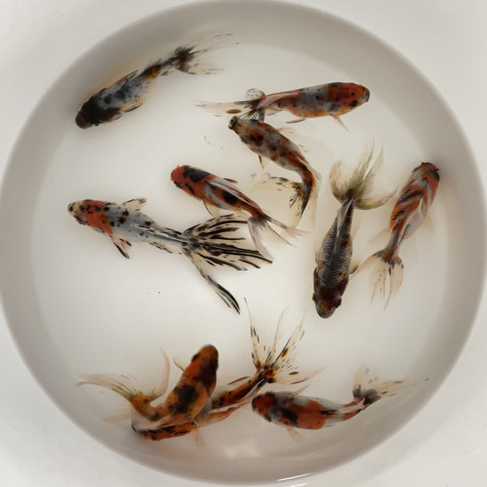 Toledo Goldfish live calico fantails. 