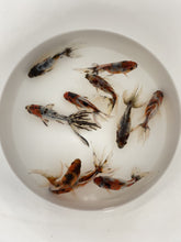 Load and play video in Gallery viewer, Toledo Goldfish live calico fantails. 
