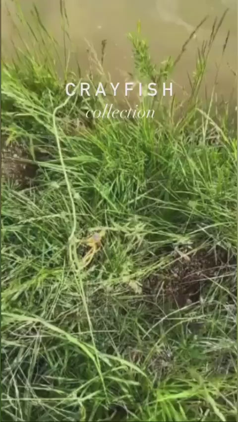 Toledo Goldfish Crayfish collection video