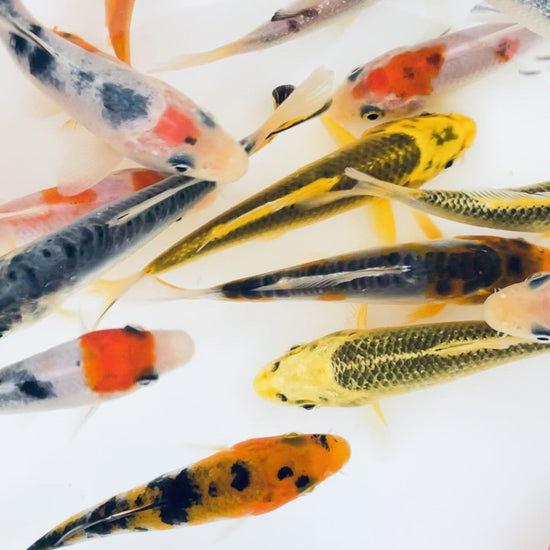 Toledo Goldfish standard fin koi listing with assorted colors