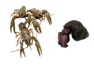 TOLEDO GOLDFISH | crayfish and snail combo