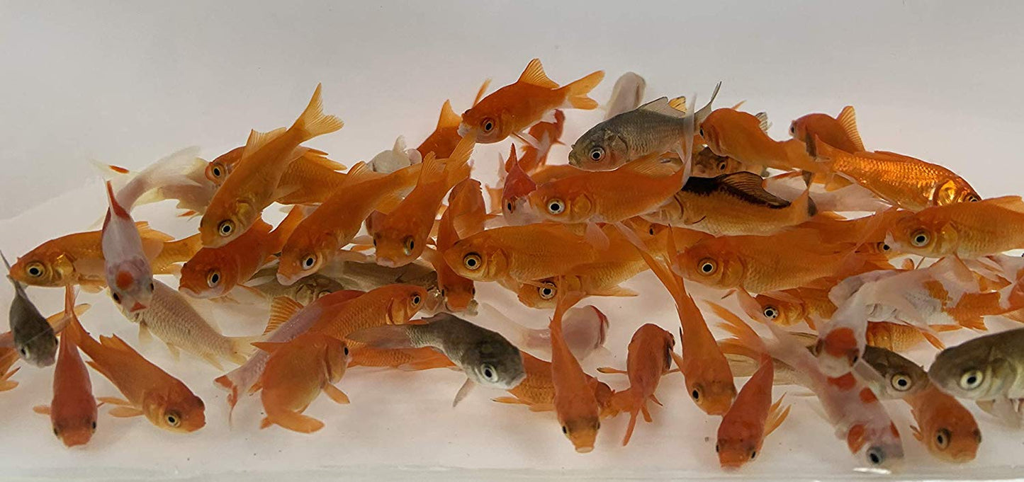 Feeder Common Goldfish