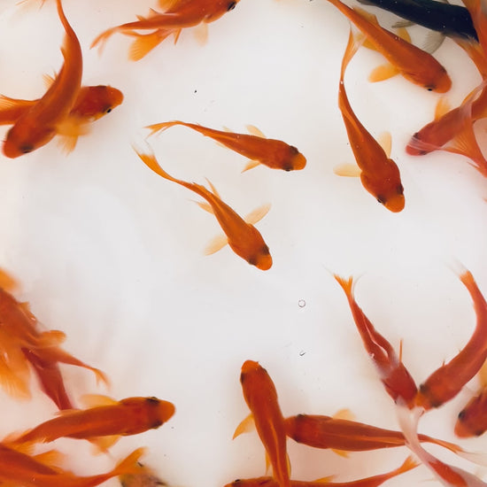 TOLEDO GOLDFISH | Common Goldfish video