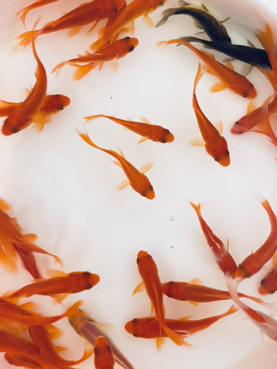 TOLEDO GOLDFISH | Common Goldfish video