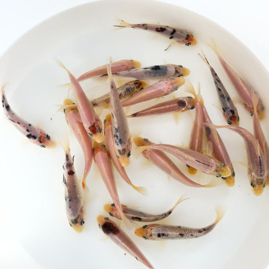 Toledo Goldfish Mystery White koi