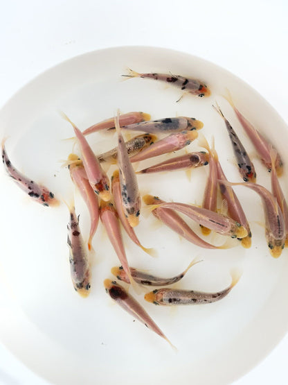 Toledo Goldfish Mystery White koi