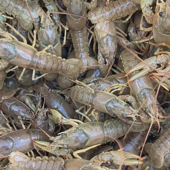 TOLEDO GOLDFISH | Live crayfish